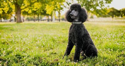 Woman slammed for giving free dog sitter six 'ludicrous' rules to follow