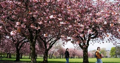 Fears newly planted Edinburgh trees could die as council has no dedicated watering resources