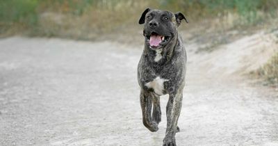 'Devil dog' destroyed by lion and tiger expert weeks after mauling boy at his home