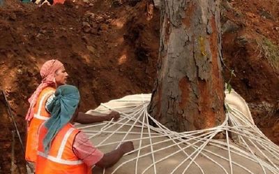 1.4 lakh saplings to be planted to compensate tree loss in Alappuzha