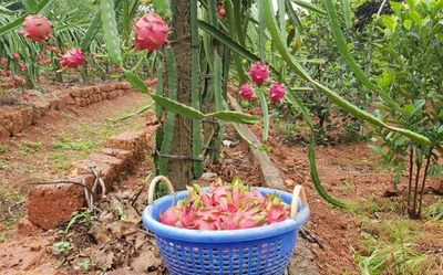 Centre to promote dragon fruit cultivation in 50,000 hectares