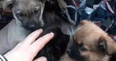 Touching moment Ukraine soldier finds pile of puppies protecting adorable kittens