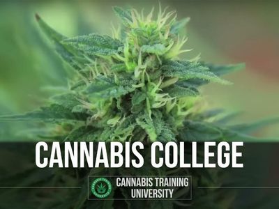 Cannabis Training: Masters Of Cannabis Certification Program Is Taking Off In Colorado