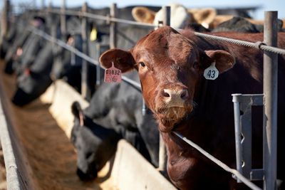 Sysco accuses 4 largest beef processors of price fixing