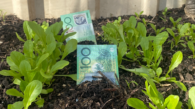 Grow Yr Own Lettuce And Live Like A Lord: 7 Novice-Level Tips To Starting A Veggie Patch
