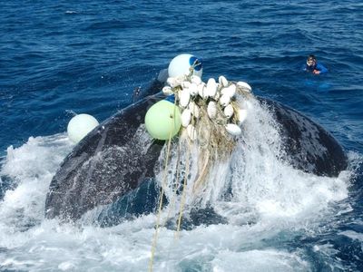 Qld shark net debate as third whale saved