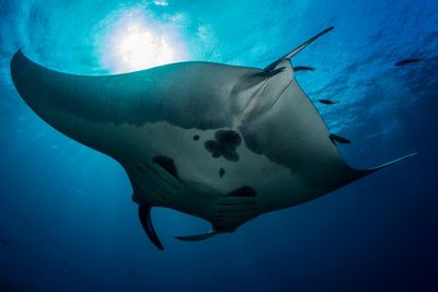 Protecting the manta ray