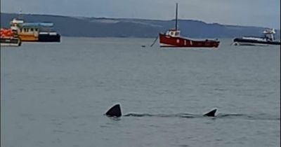 Massive shark spotted lurking by popular UK beach by horrified sailor