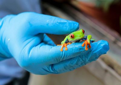 Long hop from Nicaragua to US for frogs and spiders sold as 'pets'