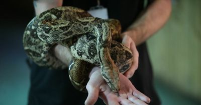 Three huge snakes, including 9ft boa constrictor, abandoned in pillowcases on street