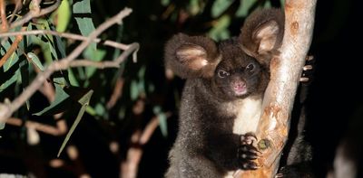 Greater gliders are hurtling towards extinction, and the blame lies squarely with Australian governments