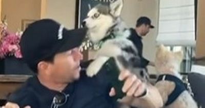 Mark Wahlberg fans in hysterics as dog takes a keen interest in the star