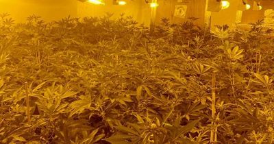 Police shut down Cardiff cannabis factory filled with 400 plants