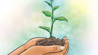 Plantation drive soon to boost green cover, 2 lakh saplings for Gurugram