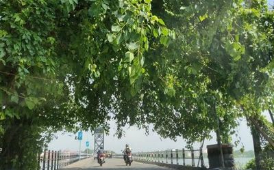 Trees of Cochin documents Kochi’s green cover