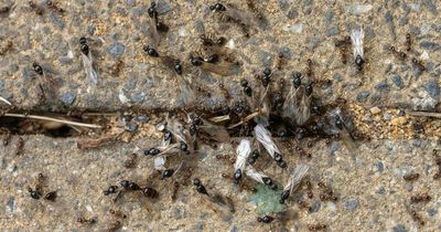 Swarm of flying ants descends upon Dublin and how you can stop an infestation