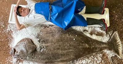 Monster 20-stone halibut is catch of the day for astonished fishmonger