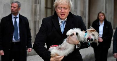History of Downing Street pets as Dilyn the dog booted out No10 - but Larry stays