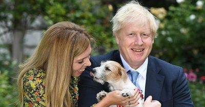 Meet Boris and Carrie Johnson's Dilyn - the dog who 'destroyed the government'