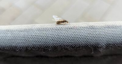 When is flying ant day? Swarms of insects spotted in Bristol street