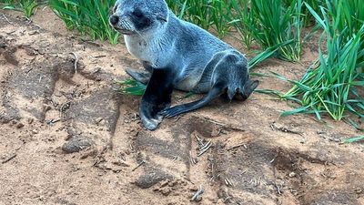 National Parks and Wildlife Service praises SA farmers who found seal pup in wheat crop