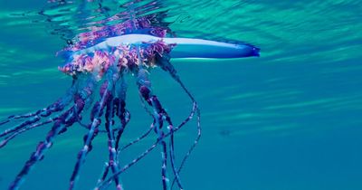 Deadly sea creature with potentially fatal sting and 30ft tentacles spotted on beaches