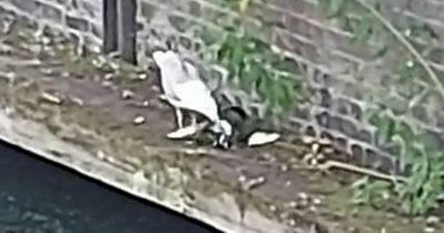 'Murder' gulls seen eating live birds and rats thanks to pandemic