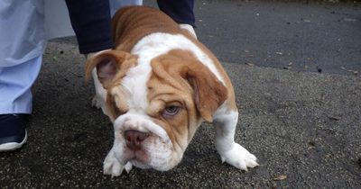 Bulldog puppy's legs, hip and jaw broken by abusive owner
