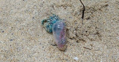 Warning after Portuguese Man O’War with venomous powerful sting found on Scottish beach
