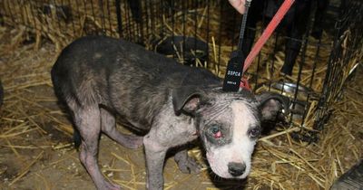 Scots father and son who ran squalid puppy farm banned from keeping animals for a decade