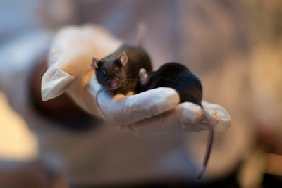 Music To Their Ears: Playing Classical Music To Injured Mice Can Help Ease Their Pain, Study Finds