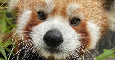 Five Sisters Zoo shares pics as adorable red panda Rufio celebrates his second birthday