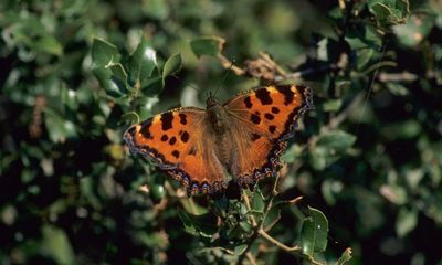 Officially extinct butterfly ‘making a comeback’ in UK