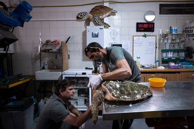 Rescued sea turtles in Israel released back to the wild