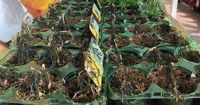 Tesco issues apology after customers complain about 'bonkers' display