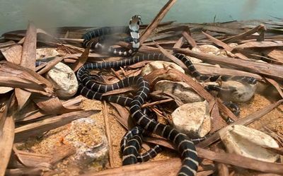 King Cobra lays 38 eggs under second captive breeding project at Mangaluru’s Pilikula Biological Park