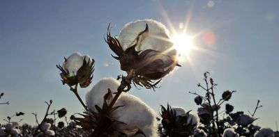 Cotton breeders are using genetic insights to make this global crop more sustainable