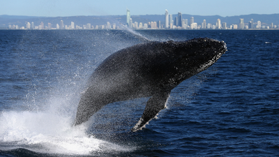 Three Poor Whales Were Caught In Qld Shark Nets In The Space Of A Week Experts Want Change