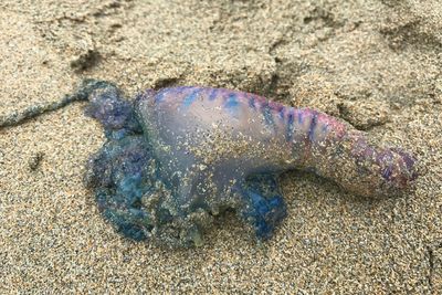 Warning as deadly jellyfish-like creatures wash up on Scotland's west coast