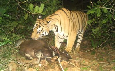 Andhra Pradesh: Tiger still lurking in the forest areas of Anakapalli district