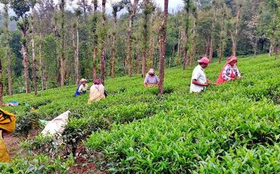 Kerala Declining price of tea leaves puts small growers in a fix