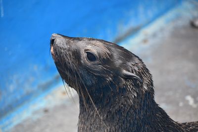 Surf’s Pup: Joy Of Young Seal Released Back Into The Sea