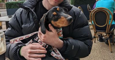 Call out for volunteers to help find missing Dachshund