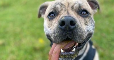 Dog who 'instantly broke hearts' at RSPCA spends 500 days searching for home