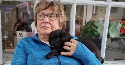 Pets4Homes suspends seller after woman 'sold puppy with deadly virus' on website