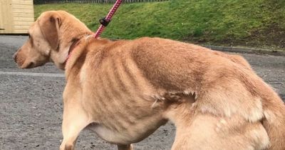 Cruel couple let off lightly after 'skin and bones' dog left starving