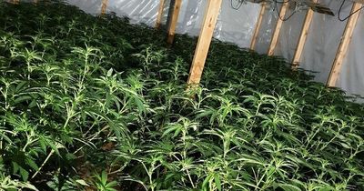 Raid finds 2,000 plant cannabis farm spread over 13 rooms