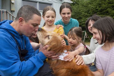 A blind golden retriever missing for weeks is found after its family gave up hope