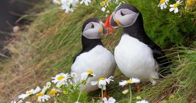 Bird flu hits Rathlin Island with dead birds spotted at colony where famous puffins nest