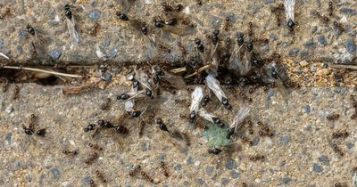 How you can avoid an infestation in your house as swarm of flying ants descends on Ireland